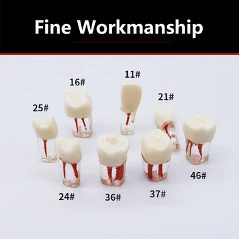 5 шт. Эндодонтические зубы с корневыми каналами, Обучающая модель зубов, Смола для корневых каналов, Обучающие блоки для Эндодонтии, обучение Стоматологии