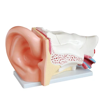 5 X Увеличенная Анатомическая модель человеческого уха Анатомическая модель уха для Обучения в Клиниках слуховых аппаратов BIX-A1058-1